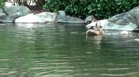 Duck With Babies In A Pond Stock Footage 30130850