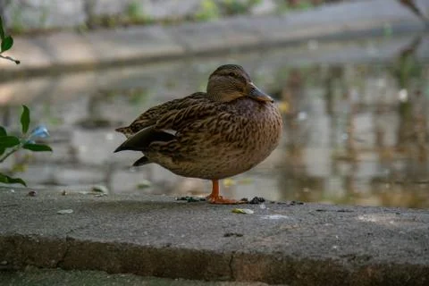 Duck balanced on one leg Stock Photos