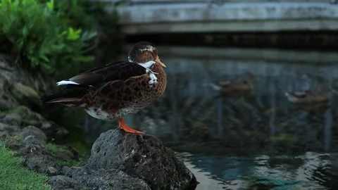 Duck balancing on rock and ducks in a pond swimming, Hawaii Stock Footage 179637563