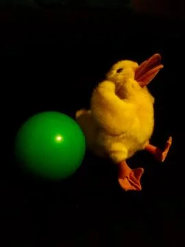 Duck ball Stock Photos