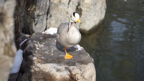 Duck bar-headed geese resting on the shore Stock Footage 187445671