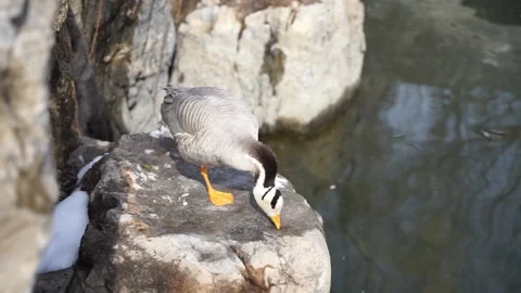 Duck bar-headed geese resting on the shore Stock Footage 187446652