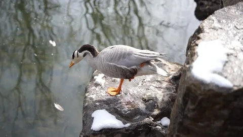 Duck bar-headed geese resting on the shore Stock Footage 187447194