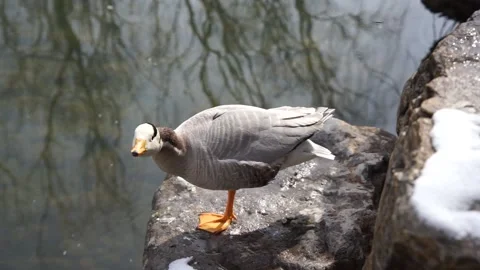 Duck bar-headed geese resting on the shore 库存影片 187447899
