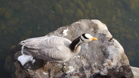 Duck bar-headed geese resting on the shore Stock Footage 187448648