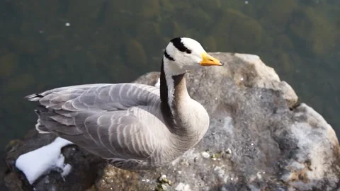 Duck bar-headed geese resting on the shore Stock Footage 187449170