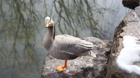 Duck bar-headed geese resting on the shore Stock Footage 187449288