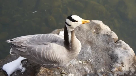 Duck bar-headed geese resting on the shore Stock Footage 187449768
