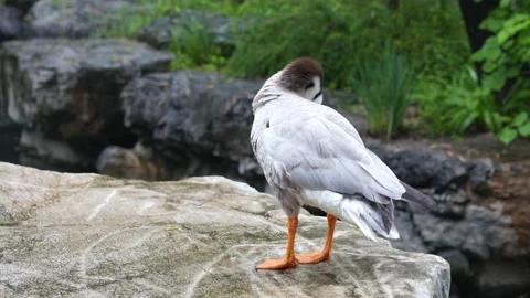 Duck bar-headed goose trims its feathers on the shore Stock Footage 207637642