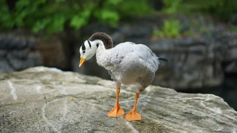 Duck bar-headed goose trims its feathers on the shore Stock Footage 207671996