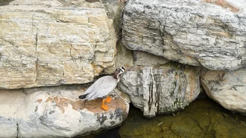 Duck bar-headed goose trims its feathers on the shore Stock Footage 207673784