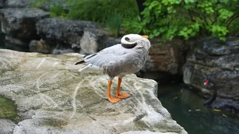 Duck bar-headed goose trims its feathers on the shore Stock Footage 207677618