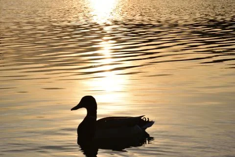 Duck basking in the sun Stock Photos