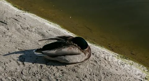 A duck basks in the sun on a concrete surface near a river. The photo was tak Fotos de archivo