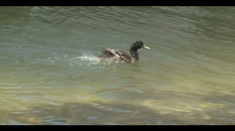 Duck Bath Flap 動画素材 692684