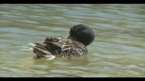 Duck Bath 動画素材 692785