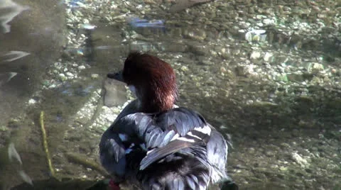 Duck Bath Stock-Footage 22470869
