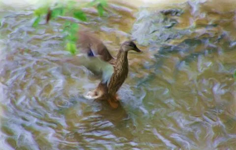 Duck Bath Stock Illustration