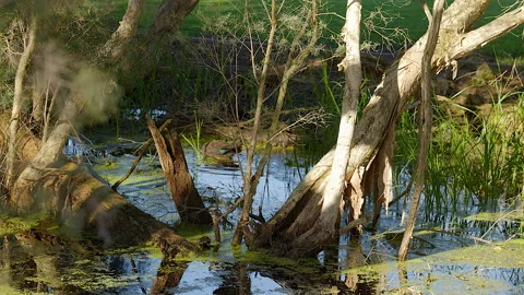 Duck bathes in green algae infested wetland Video stock 165585828