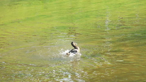 Duck bathes in the river, slow motion video Video stock 324684049