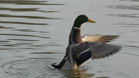 Duck bathing &amp; flapping its wings Video stock 44206608