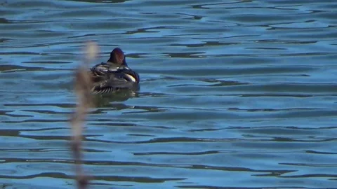 Duck bathing, flapping its wings, splashing, singing-birds song Stock Footage 124125442