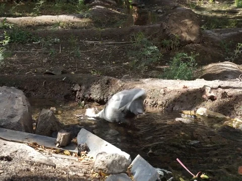 Duck bathing Stock-Footage 112605355