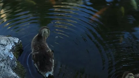 Duck bathing in a pond with fish and reflections in daytime Stock Footage 179637561