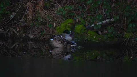 Duck is bathing in water. The duck sleeps in the water. green headed ducks Stock Footage 234832332