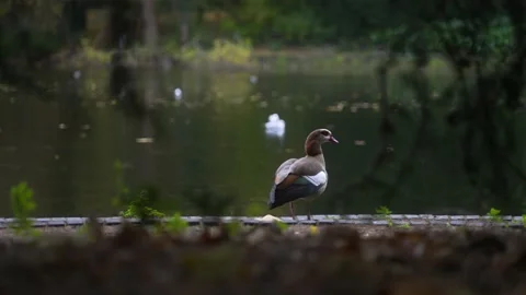 A Duck in Battersea Park Stock Footage 165173582