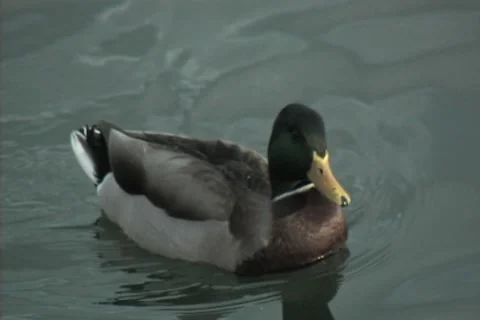 Duck in Bay Stock Footage 8540413