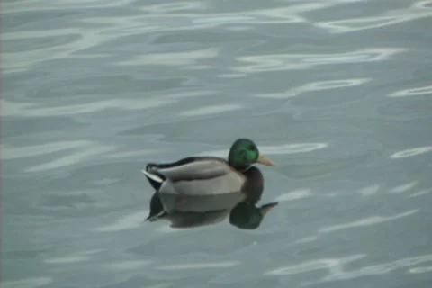Duck in bay Stock Footage 8540414