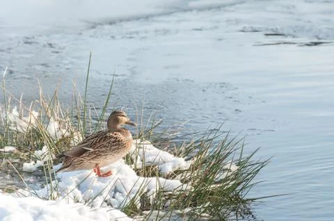 Duck of the bay Stock Photos
