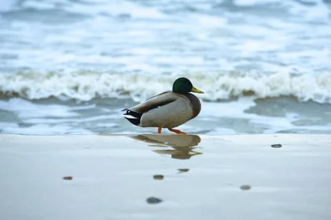 Duck on beach Stock Photos