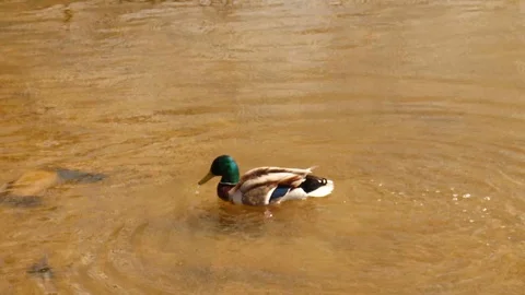 Duck with beak cleans feathers Stock Footage 129393399