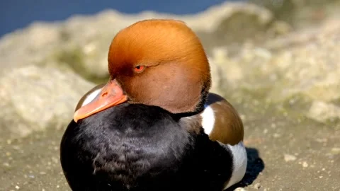 Duck beak red bird Video stock 270817120