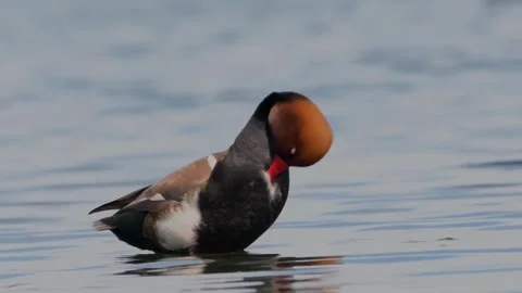Duck beak red Bird Stock-Footage 270817426