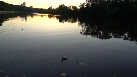 Duck On A Beautiful River At Sunset 2 Stock Footage 91623167