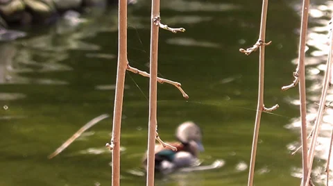 Duck Behind the Tree Branches Stock Footage 35868593