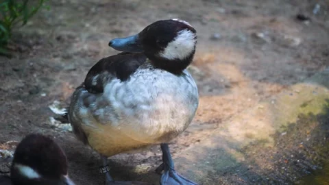 A duck  beside a pond Stock Footage 244640870