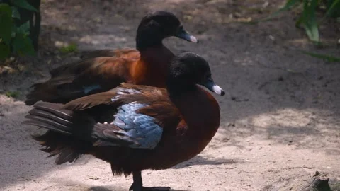 Duck beside a pond Stock Footage 246592187