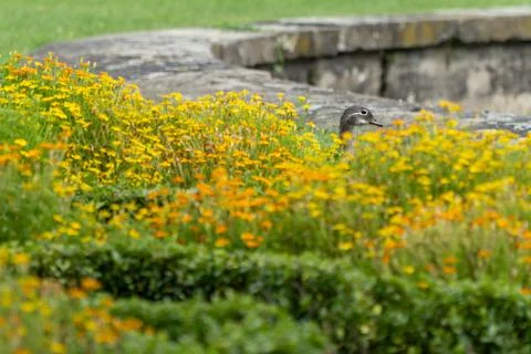 Duck between flowers Foto stock