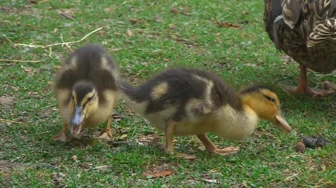 Duck biddies Stock Footage 501225