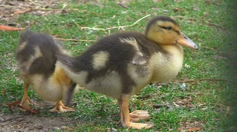 Duck biddies Stock Footage 501265