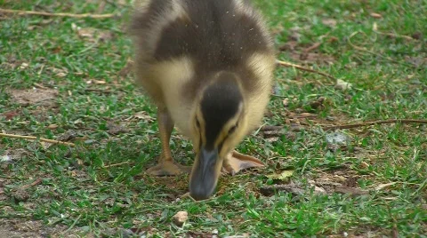 Duck biddy Stock Footage 501277