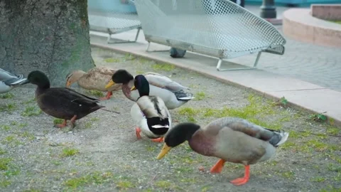 Duck bird feeding Stock Footage 274035210