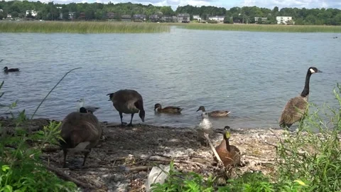 Duck Bird 스톡 동영상 229449870