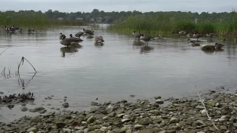 Duck Bird Video stock 229450849