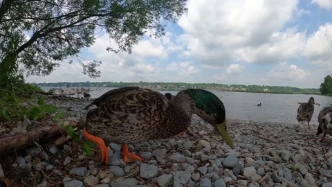 Duck Bird Video stock 229450856