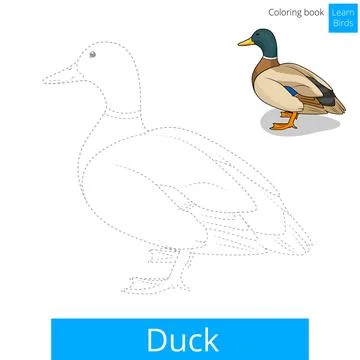 Duck bird learn to draw vector Stock Illustration